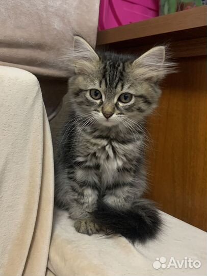 Котенок девочка в добрые руки