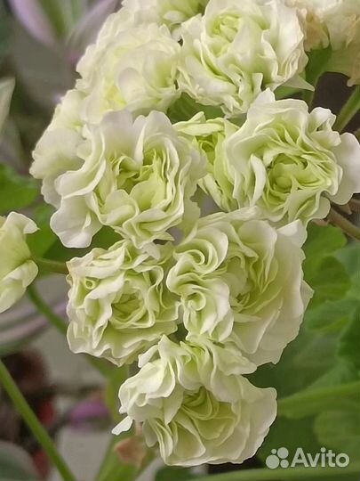 Пеларгония герань