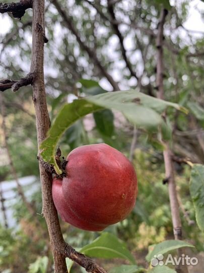 Инжир, нектарин и другие саженцы