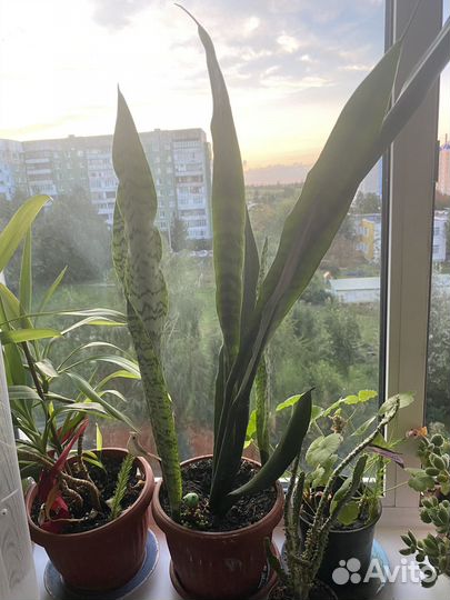 Сансевиерия