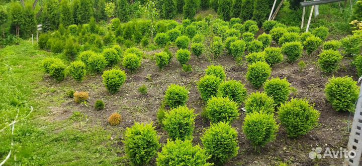 Туи и буксусы