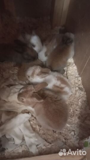 Декоративные кролики