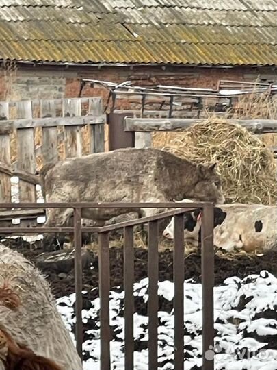 Продажа крс