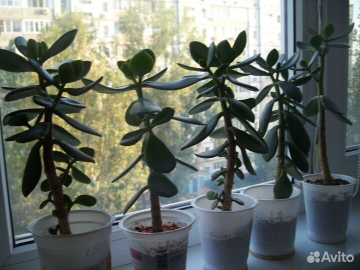 Денежное дерево толстянка крассула