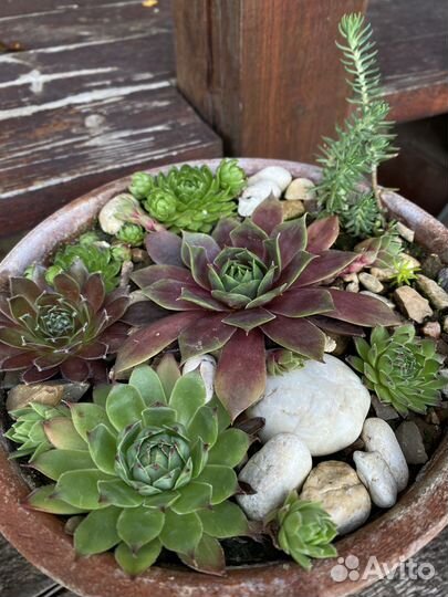 Молодило, очитки