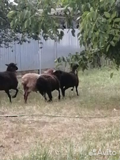 Овцы бараны