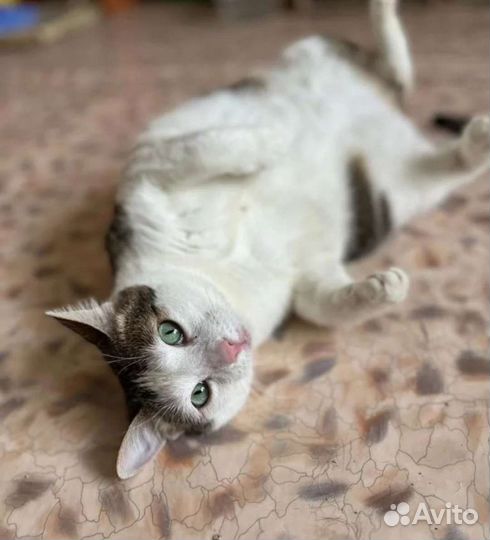 Молодая кошка