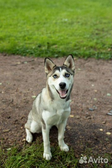Собака Киви (метис хаски) ищет дом