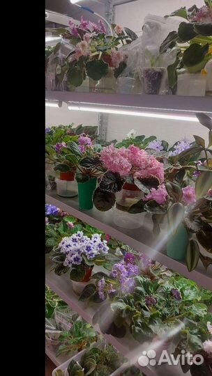 Детки сортовых фиалок