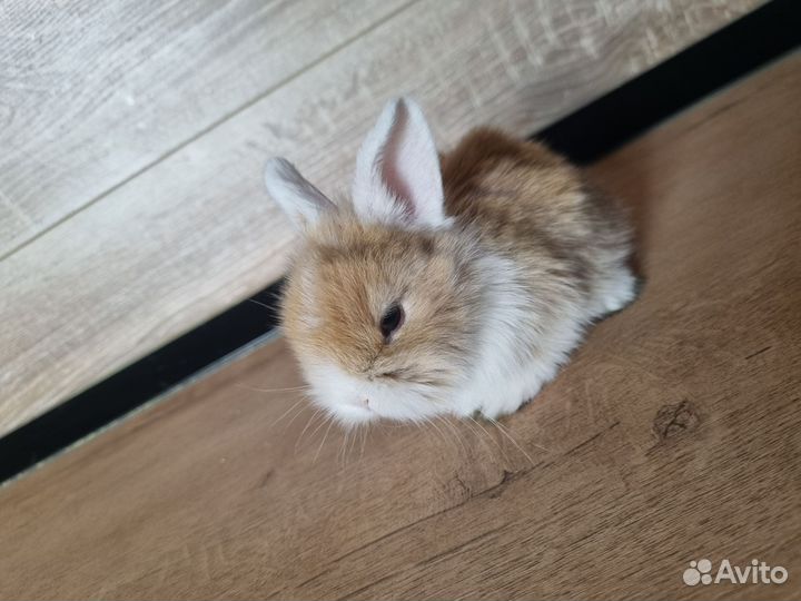 Декоративные кролики вислоухие