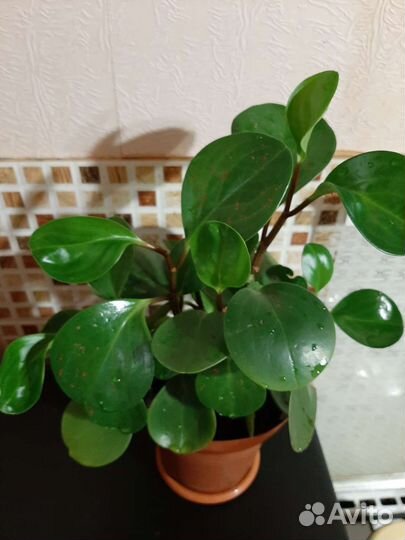 Пеперомия туполистная 7 корней