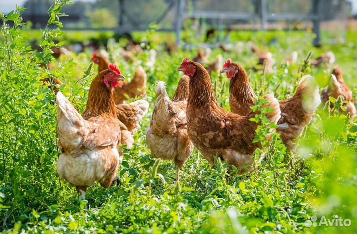 Куры несушки с доставкой
