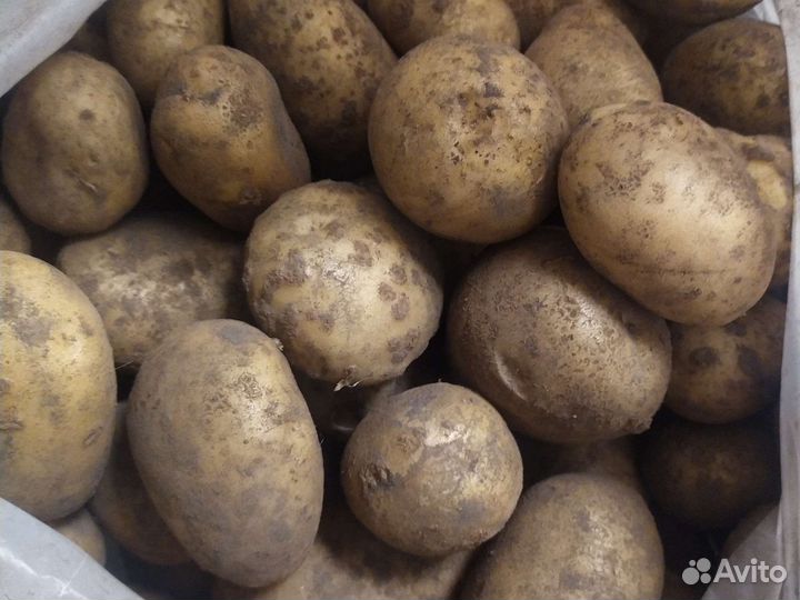 Продам картофель оптом. В наличие 20 кг