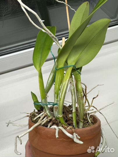 Орхидея каттлея