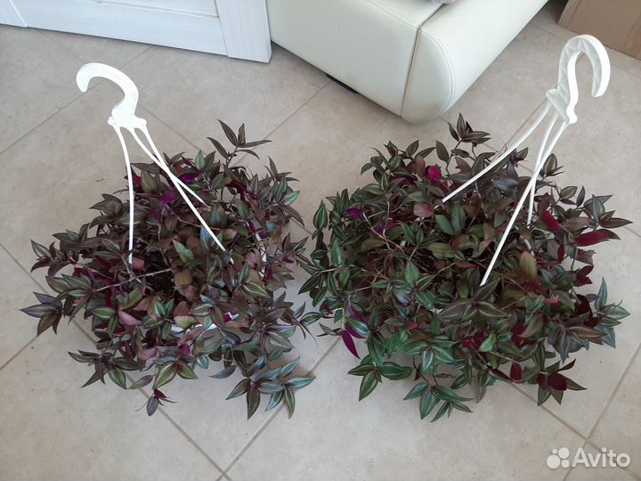 Традесканция в подвесном кашпо