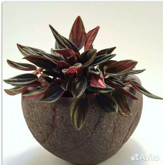 Кашпо, цветочные горшки, вазоны из натурального ка