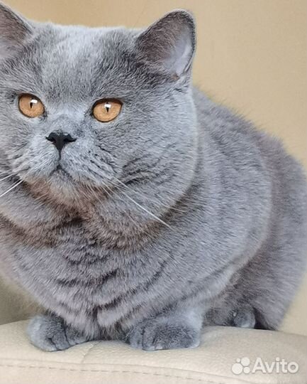 Вязка. За котенка