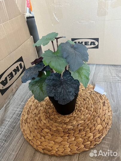 Искусственное растение, Пятнистая герань, IKEA