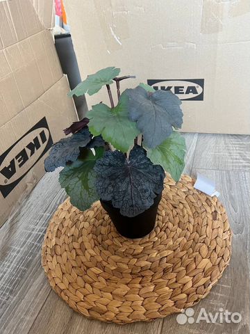 Искусственное растение, Пятнистая герань, IKEA