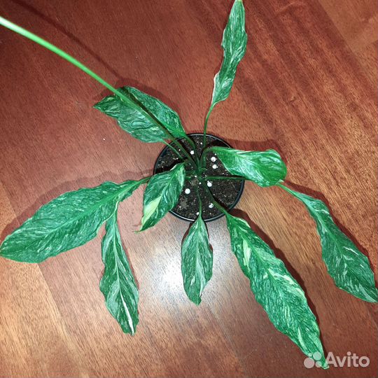 Спатифиллум Вариегатный Джемини