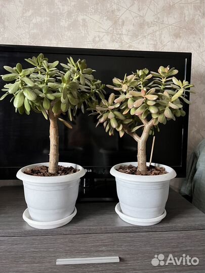 Денежное дерево толстянка