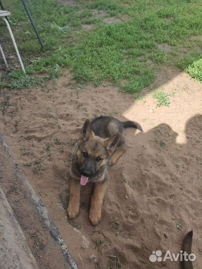 Щенки немецкой овчарки в добрые руки