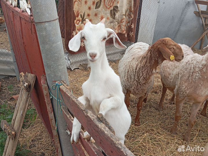 Продам козочек