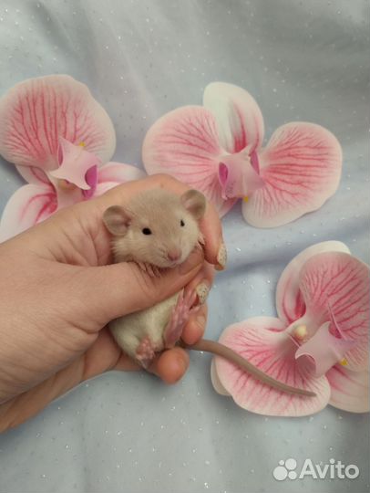 Крысятки.(молочные). клетки