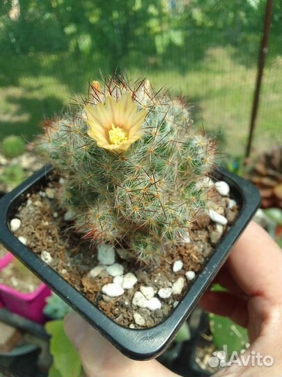 Суккуленты и кактусы