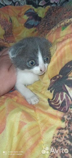 Шотландские котята