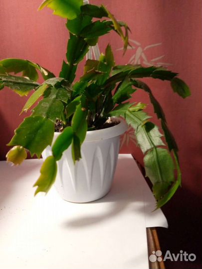 Комнатные растения