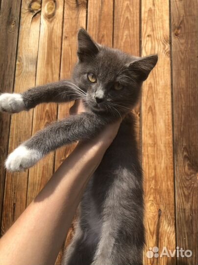 Котята мальчики