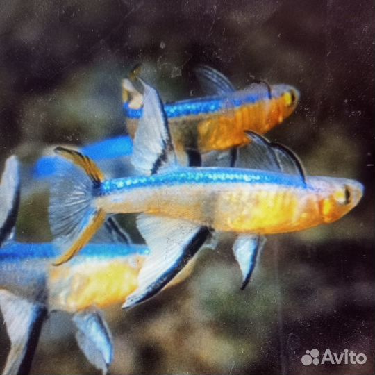 Psrudomugil cyanodorsalis