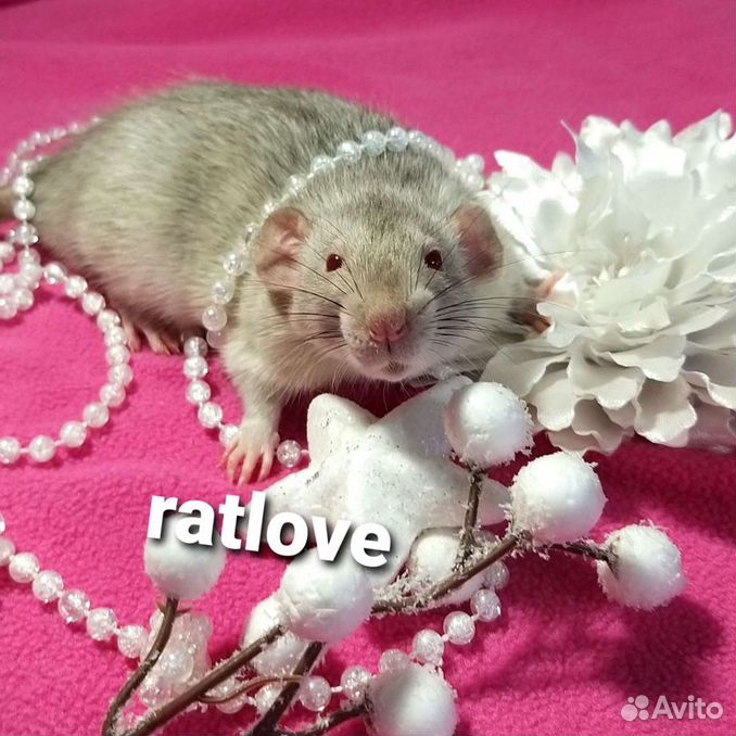 Крысята мальчики от ratlove