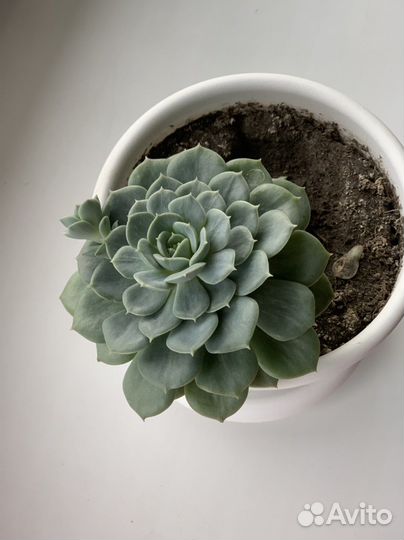 Суккуленты