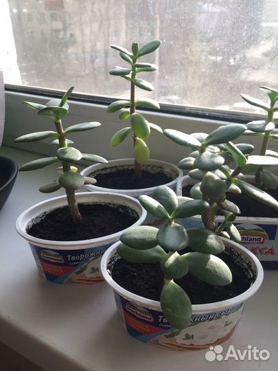 Толстянка денежное дерево