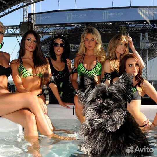 Собака для фотосъемки