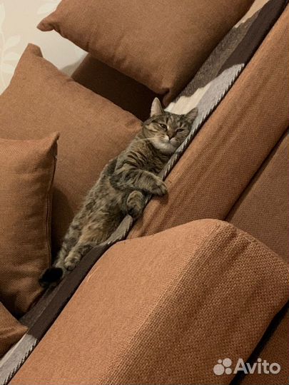 Передержка собак и кошек