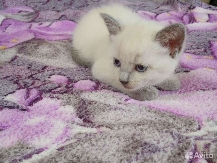 Котята от мышеловки