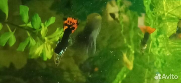 Аулофорус, гуппи