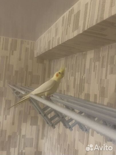 Попугай корелла с клеткой