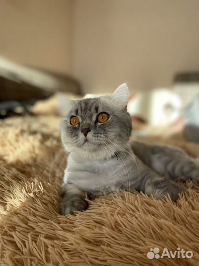 Шотландский кот