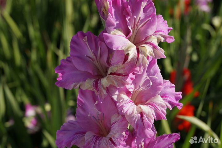 Гладиолусы