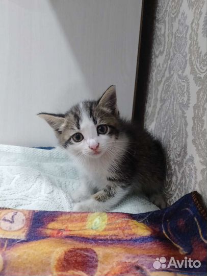 Кошка в дар бесплатно