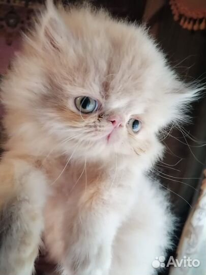 Персидские котята