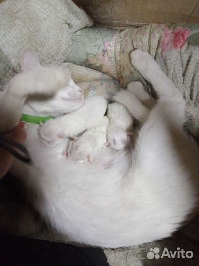 Котята от турецкой ангоры