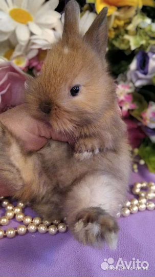 Ручные карликовые кролики. Выбор