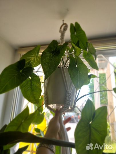 Цветы комнатные, дифенбахия, хойя