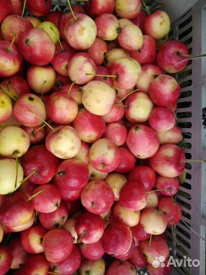 Яблочки - ранетки