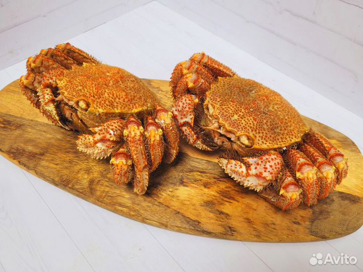 Краб волосатик